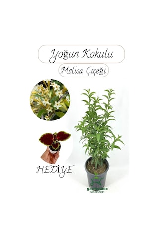 Kokulu Melisa Çiçeği Saksılı 30-50cm +yaprak Güzeli Hediye