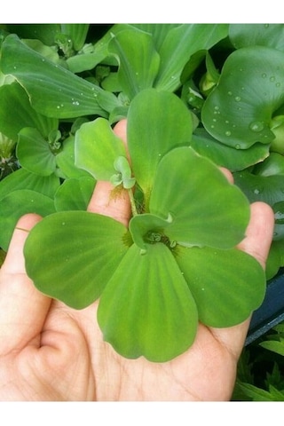 Su Marulu Su Üstü Bitkisi Suyu Filtreler Temizler Pistia 5-7 Cm 1 Adet