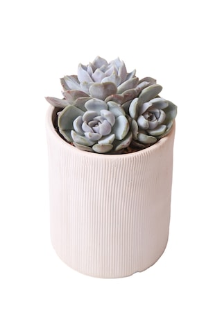 Echeveria Snow Bunny - Sukulent Haangarden