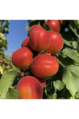 Tüplü Aşılı Zaiges Red Moon Cinsi Kayısı Fidanı +80cm