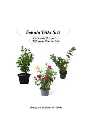 Kokulu Bitki Seti Katmerli Ful Yasemin +filbahri +ısparta Gülü Bahçe Balkon Bitkisi