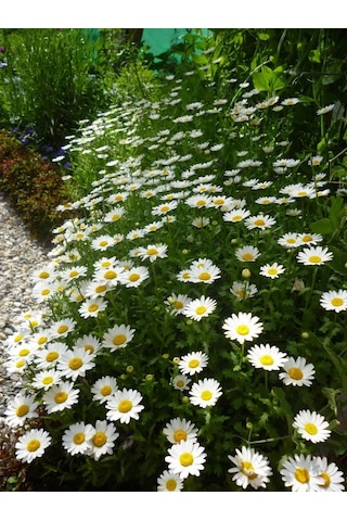 200+ Yayılıcı Papatya Tohumu N114442