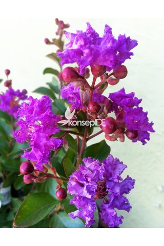 Oya Ağacı Eflatun Ispanyol Leylağı. Hint Leylağı