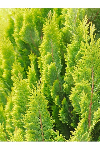 Videolu Çok Beğenilen Limoni Salon Çamı 30-60 Cm Tüplü Dış Mekan Ağaçları Norfolk Island Pine