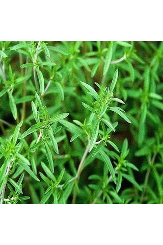 Saksıda Aromatik Yoğun Kokulu Baharat Zahter Kekik Fidanı