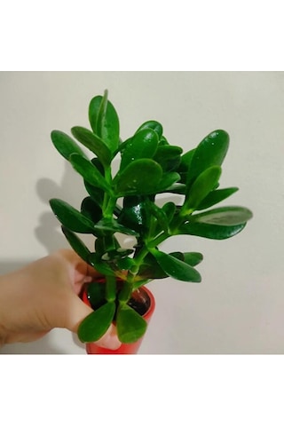 Para Çiçegi Sans Bıtkısı -bonsai Paraçiçeği Orta Boy Gövdeli 2