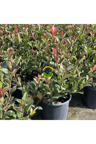 Bodur Alev Çalısı Fidanı Photinia Fraseri Nana Red Robin