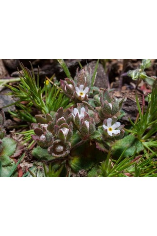 Androsace Maxima