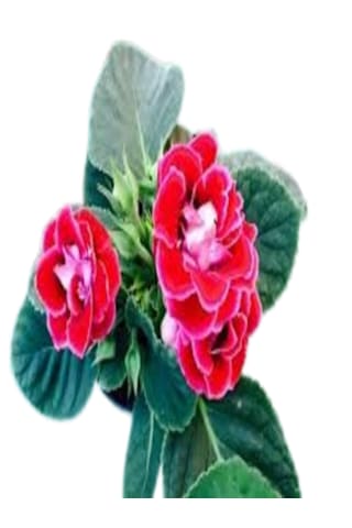 2 Adet Büyük Boy Gloksinya Bardak Menekşesi Kırmızı Renk