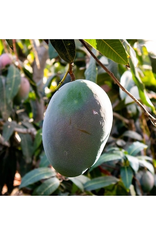 Aşılı Keitt Mango Fidanı - 2 Yaş - Tüplü 60-70 Cm - Lifsiz Dev Meyveli Tropikal Meyve Ağacı
