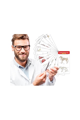 Veteriner Anatomi Cep Kartı Köpek - Kedi