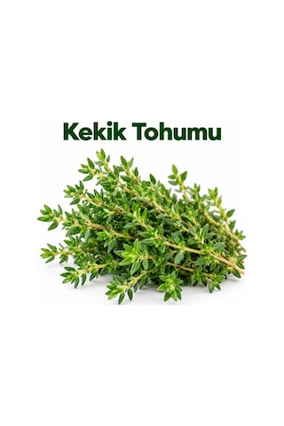 Sunagri Kekik Tohumu Saksı Bahçe Balkon Aromatik Bitki Yetiştiriciliği 40 Adet