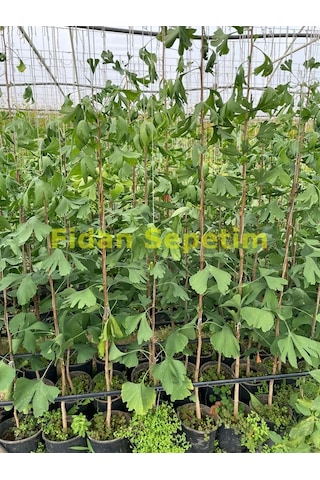 3 Yaş Ginkgo Biloba Mabet Ağacı Fidanı 100cm