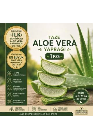 Taze Aloe Vera Yaprağı 1 Kg - Aloe Vera Jel Içerir Sarı Sabır