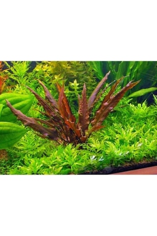 Akvaryum Bitkileri Cryptocoryne Wendtii Brown Saksı Canlı Bitki Genel