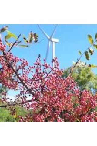 Çitlembik Menengiç Fidanı Pistacia Terebinthus 1-2 Yaş
