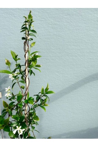 Videolu Arap Yasemini Beyaz Kokulu 80 150 Cm 1 Adet Saksılı Dış Mekan Bitkisi White Jasmine