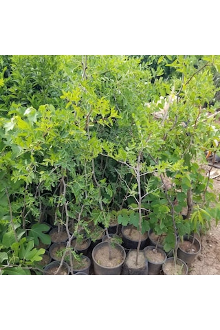 Tüplü Çok İri Taneli Aşılı Hünnap Fidanı Meyve Verir Yaşta