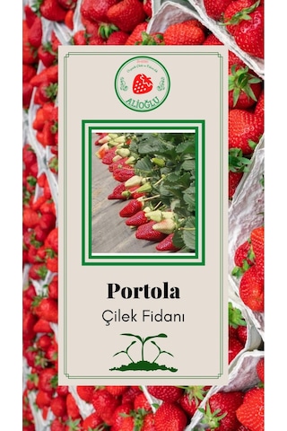 20 Adet Portola Çilek Fidesi Açık Kök ve Taze Söküm (Frigo)