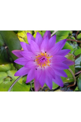 10 Adet Mor Lotus Tohumu Nilüfer Tohumu