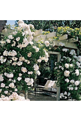 Tüplü Kokulu Yediveren Bride Crown Beyaz Renk Sarmaşık Gül Fidanı Soğuklara Dayanıklı
