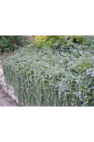 Yayılıcı Biberiye Rosmarinus Officinalis Prostratus 10 Adet