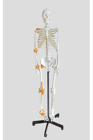 Gerçek Boyutlarında İnsan İskeleti Modeli - Sinir Ve Bağ Dokulu, 180 Cm - İskelet Maketi 01