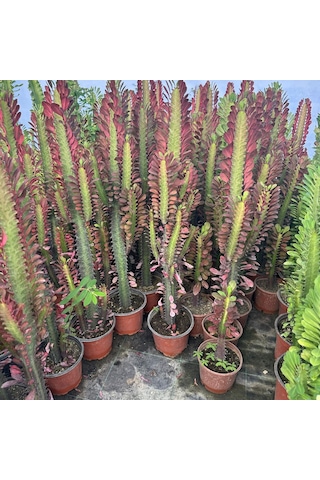 Sınırlı Üretim Bol Dallı Euphorbia Trigona Red - Afrika Kırmızı Süt Ağacı Kaktüsü 1 Adet