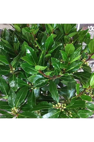 Tüplü Defne Ağacı laurus Nobilis Fidanı 10 Adet