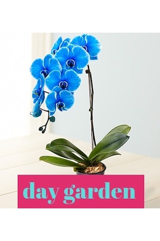 25 Adet Phalaenopsis Mavi Orkide Tohumu 10 Adet Gül Tohumu N111638