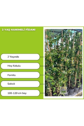 5 Adet Hanımeli Fidanı Paketi