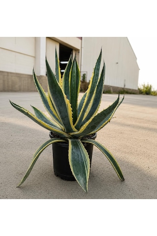 Agave Americana Variegata Alacalı Büyük Boy Sabır Otu Bitkisi Tropikal Dekoratif Bitki, İç Ve Dış Mekan, Sarı-yeşil Yapraklar, Saksıda Hazır, Bahçe Ve Salon