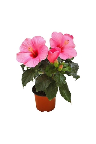 Pembe Japon Gülü Çiçeği Fidanı 40-45 Cm Saksılı Dış Mekan Bitkileri "camellia Japonica