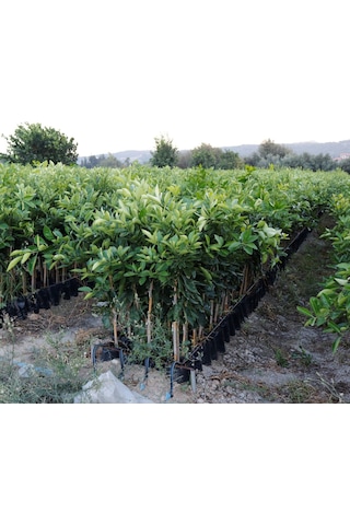 Tüplü Aşılı Cara Cara Portakal Fidanı 2 Yaş 110-130 Cm