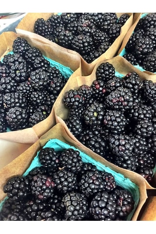 Bahçevilya 2 Yaşında Tüplü Jumbo Böğürtlen Fidanı