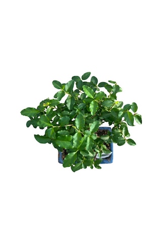 Bonsai - Ligustrum