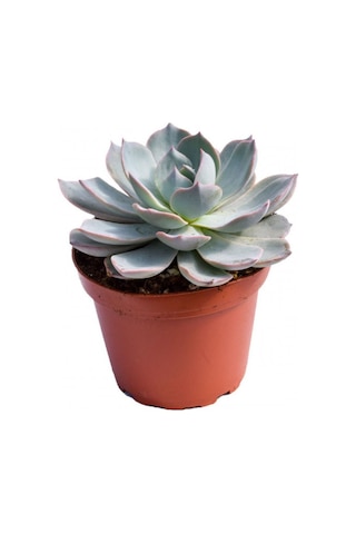 Echeveria Morning Beauty - 50 Adet Sukulent