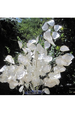 Sedef Çiçeği Tohumu 5 Adet