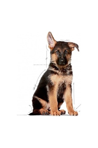 Royal Canin Maxi Junior Büyük Irk Yavru Köpek Maması 4 KG