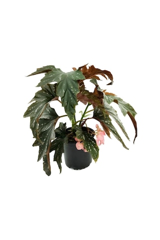 Pembe Çiçekli Çilli Begonya Çiçeği 1 Adet Saksılı 30-40cm