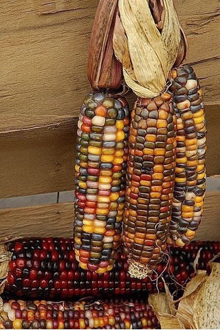 Tohum Renkli Mısır Tohumu 50 Adet