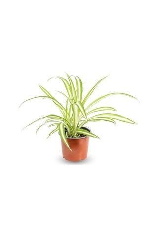 Küçük Boy Kurdele Çiçeği Chlorophytum Comosum Variegatum 10-20 Cm