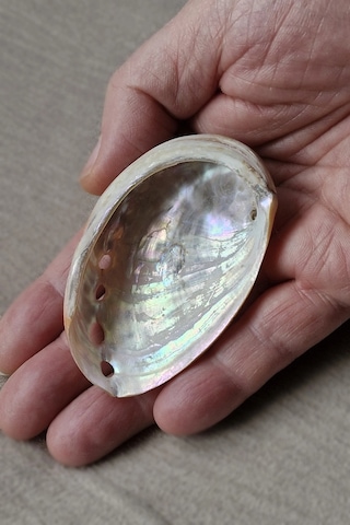 Orta Boy Abalone Shell Renkli Istiridye Kabuğu 116-2
