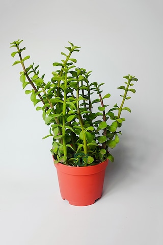 Fil Azığı Portulacaria Afra Para Çiçeği 8.5 Saksıda