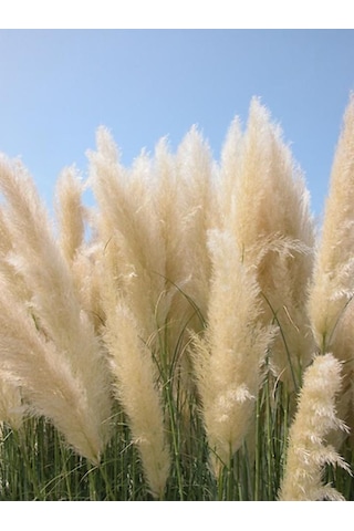 Bahçevilya Stipa Pampas Otu 1-2 Yaş Arası Saksılı 40 Santim Boy