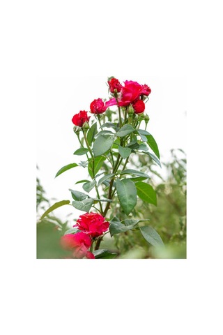 Yediveren Kırmızı Beyaz Lila Çeşitli 25 60 Cm Tüplü Aşılı Gül Fideleri Red LWhite Rose
