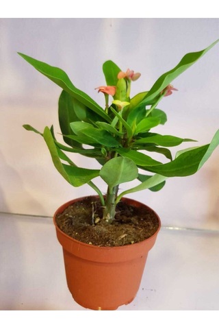 Videolu Milli Dikenler Tacı 10 55 Cm Saksılı Kaktüs Euphorbia