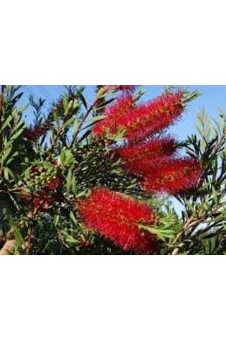 Fırça Çalısı Callistemon Leavis
