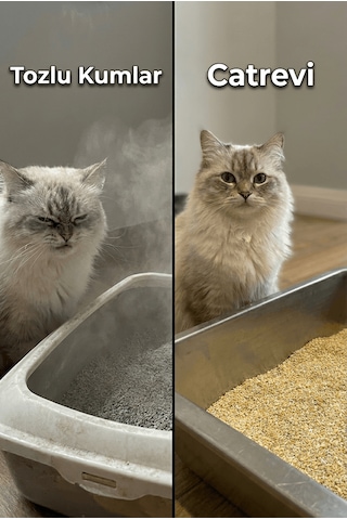 Catrevi Topaklanan Doğal Mısır Koçanı Kedi Kumu %99 Tozsuz Aktif Karbonlu Koku Hapseden Parfümsüz Bitkisel 8 Lt