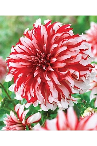 Hollanda'Dan İthal Yıldız Çiçeği Dehlia Çiçeği Tohumu 25 To